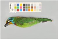 藏品(五色鳥)的圖片